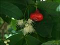 سیب آبی یا میوه زنگوله ای